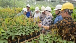 Dana Tak Terpakai Program MBG untuk Peremajaan Kelapa dan Kakao
