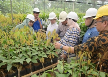 Peninjauan pusat pembibitan tanaman kakao klon Monika di Pringsewu. Ist