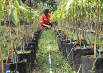 SMART FARMING. Warga menghidupkan sistem penyiraman dan pemupukan menggunakan teknologi digital handphone android di KTH Desa Wonosalam, Kabupaten Jombang, Jawa Timur. Setiap kabupaten akan menyesuaikan kapasitas lahannya. Targetnya seluruh Lampung menerapkan smart farming bertahap. ANTARA/SYAIFUL ARIF
