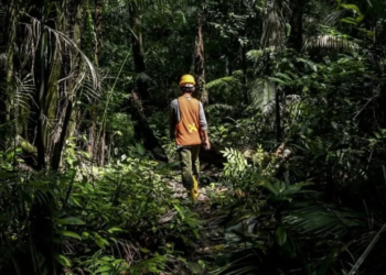 Ilustrasi perhutanan sosial.Antara/Lastriasi