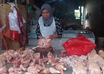 harga ayam potong Bandar Lampung