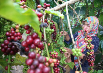 Hilirisasi Jadi Strategi Utama Pembangunan Ekonomi Lampung