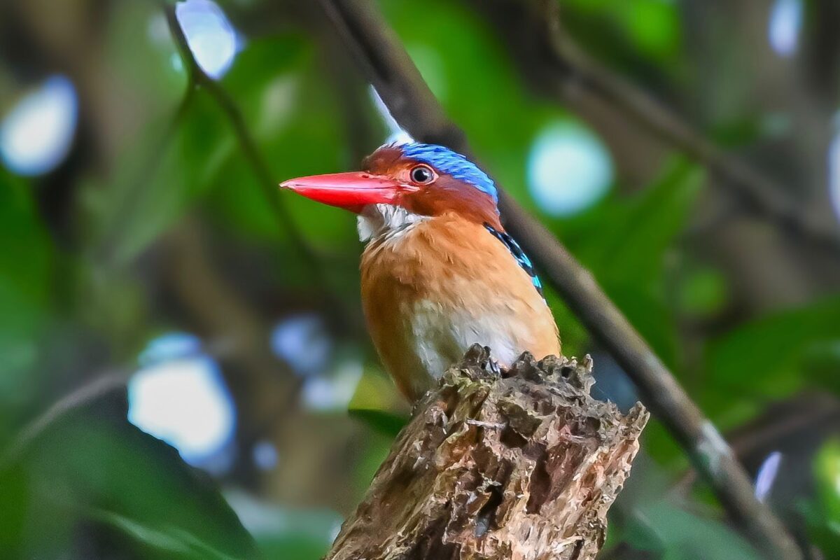 Seekor burung cekakak batu.