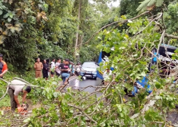 Pohon besar tumbang dan menutup badan jalan di tanjakan Pekon Batu Keramat, Kecamatan Kotaagung Timur, Kabupaten Tanggamus, Selasa, 7 Oktober 2025, sore. (Dok BPBD)
