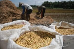 Sederet Manfaat Protein Nabati Kedelai bagi Anak Penerima MBG