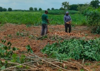 PPUKI Desak Pemprov Lampung Cepat Tetapkan Perda Harga Singkong