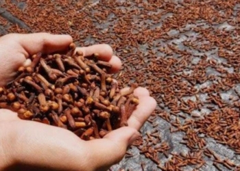 Pengawasan Harus Masif di Sektor Perkebunan Terkait Temuan Kontaminasi Zat Radioaktif pada Cengkeh