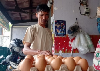 stok telur Lampung