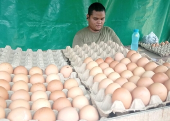kenaikan harga telur