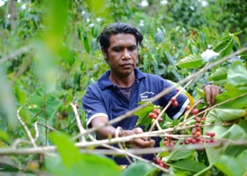 Desa Sejahtera Astra Bajawa Perkuat Kemandirian Ekonomi Desa