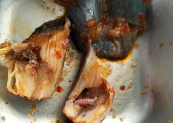 Korwil SPPI Lampung Selatan Minta SPPG Evaluasi Dapur MBG Terkait Penemuan Ulat dalam Menu