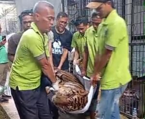 Harimau Sumatera Mati Usai Dipindahkan ke Kandang Perawatan 