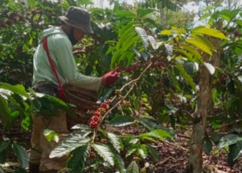 Pengusaha Kopi Soroti Keunikan Kopi Lampung
