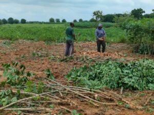 Lampung Sentra Singkong Nasional, Target Saingi Thailand