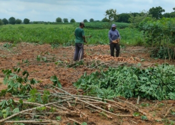 PPUKI: Sejumlah Pabrik Sudah Sesuai Pergub Acuan Harga Singkong