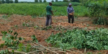 PPUKI: Sejumlah Pabrik Sudah Sesuai Pergub Acuan Harga Singkong