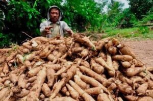 PPUKI Dukung HAP Singkong Lampung, Desak Jadi Perda untuk Lindungi Petani