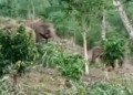Seekor gajah liar merusak gubuk warga di Bandar Negeri Semuong, Tanggamus. Polsek Wonosobo mengimbau masyarakat tetap waspada dan tidak beraktivitas sendirian di area kebun.