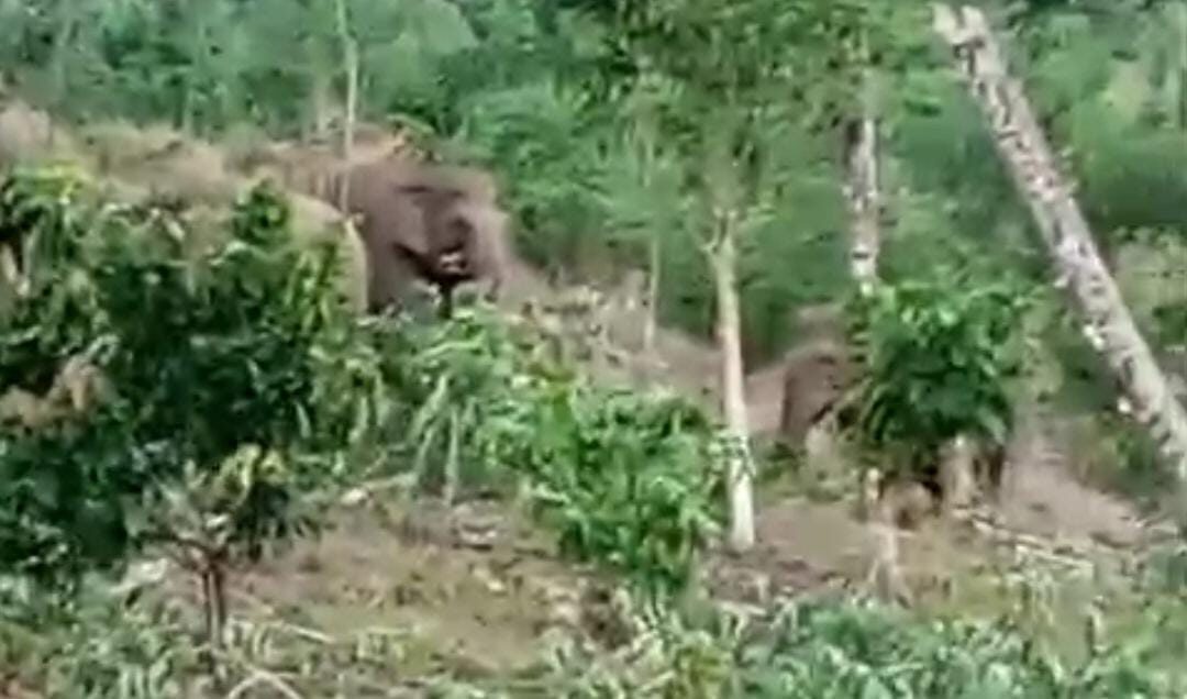 Seekor gajah liar merusak gubuk warga di Bandar Negeri Semuong, Tanggamus. Polsek Wonosobo mengimbau masyarakat tetap waspada dan tidak beraktivitas sendirian di area kebun.