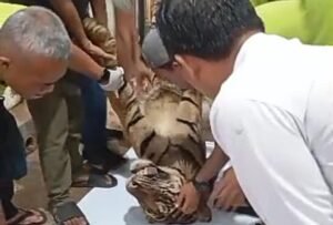 BKSDA: Harimau Sumatra di Lembah Hijau Mati akibat Benturan di Kepala