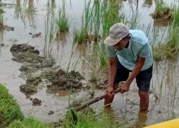 Samsul Rizal (70) seorang petani di Pekon Pemerihan Kecamatan Krui Selatan Kabupaten Pesisir Barat,