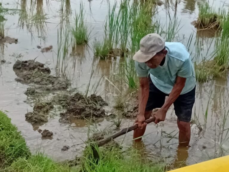 Luas Tambah Tanam di Lampung Melonjak 25 Ribu Hektare