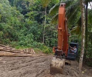 Pemerintah Daerah dan Penegak Hukum Harus Tindak Illegal Logging di Pesisir Barat