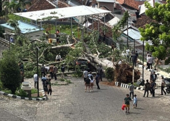 Pohon besar roboh menimpa mobil yang terparkir pada area kawasan perbukitan Jalan Kamboja, Tanjung Karang Pusat, Selasa, 23 Desember 2025.