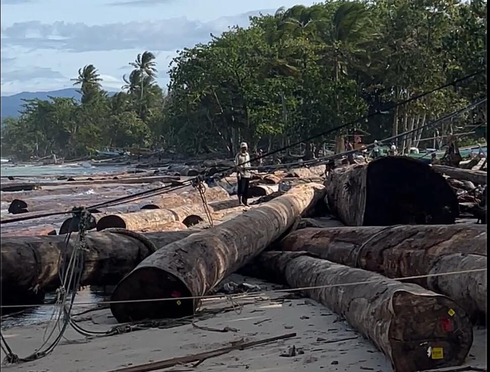 Ribuan Meter Kubik Kayu Asal Sumbar Terdampar Ganggu Aktivitas di Pantai Tanjung Setia