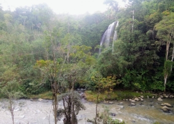 Kondisi hutan di Lampung. Lampost.co/Effran Kurniawan