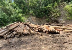 Polda Lampung Lidik Dugaan Illegal Logging di Pesisir Barat
