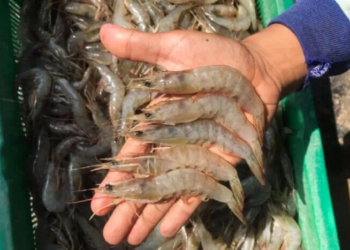 Udang Indonesia Masuk Lagi ke Pasar AS