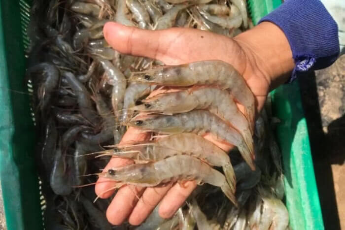 Udang Indonesia Masuk Lagi ke Pasar AS