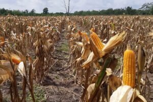 Akselerasi Produksi Pertanian Dorong Ketahanan Pangan Nasional