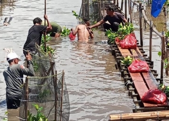 Warga Kota Karang Gotong Royong Selamatkan Mangrove