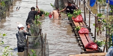 Warga Kota Karang Gotong Royong Selamatkan Mangrove