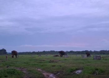 Kebut Pembangunan Tanggul di Way Kambas