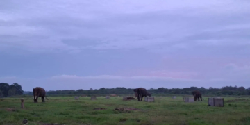 Kebut Pembangunan Tanggul di Way Kambas