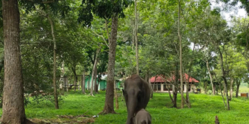 Skema Karbon Dinilai Kurangi Konflik dan Tingkatkan Kesejahteraan Warga Sekitar