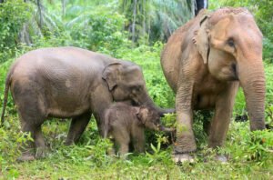 Pengelola TNWK Harus Gunakan Data Riset Pakan Gajah untuk Tekan Konflik