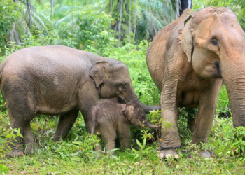 Pengelola TNWK Harus Gunakan Data Riset Pakan Gajah untuk Tekan Konflik