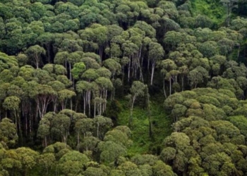 Pendanaan Karbon Jadi Alternatif Biaya Konservasi Hutan Lampung
