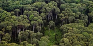 Pendanaan Karbon Jadi Alternatif Biaya Konservasi Hutan Lampung
