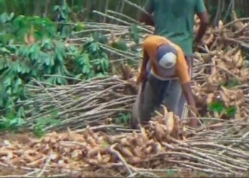 Pemprov Lampung Terapkan Relaksasi Harga Singkong