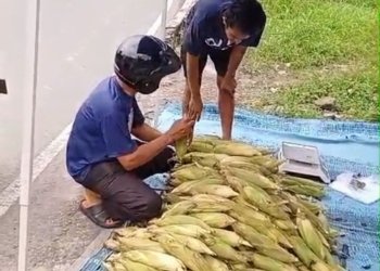 Tradisi bakar-bakar kembali mendongkrak penjualan jagung jelang pergantian tahun. Masyarakat Bandar Lampung ramai berburu jagung untuk merayakan malam tahun baru bersama keluarga. Lampost.co/Restu
