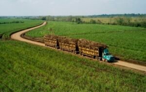 Petani Tebu di Lampura Target Hasil Panen 100 Ton/Hektare