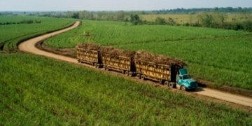 Ilustrasi perkebunan tebu.