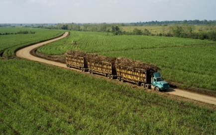 Ilustrasi perkebunan tebu.