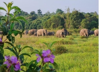 Presiden Prabowo Soroti Konflik Gajah–Manusia, Gubernur Dorong Bangun PembatasTNWK