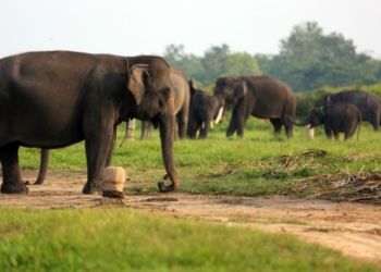 Way Kambas Jadi Prioritas Kerja Sama Konservasi Indonesia–Inggris